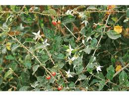 Các loại thảo dược giải độc gan, hạ men gan, hỗ trợ điều trị viêm gan